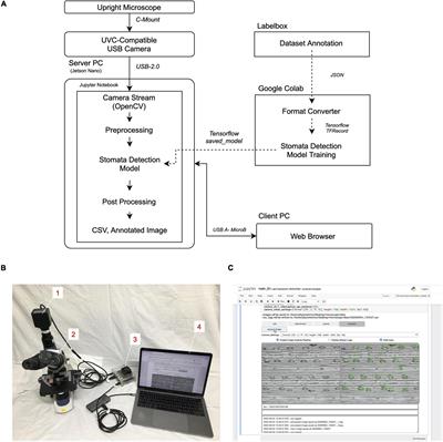 An Affordable Image-Analysis Platform to Accelerate Stomatal Phenotyping During Microscopic Observation